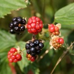 Rubus_fructicosus_owoce_646