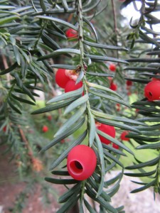 Yew arils | Plant-Lore