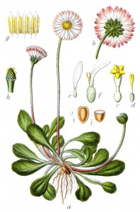 Bellis_perennis_Sturm9
