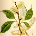 SALIX_~1