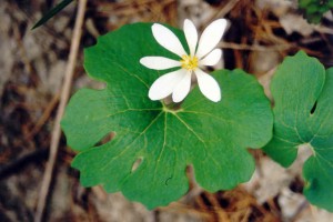 Sanguinaria_canadensis,_Fischer_Twp