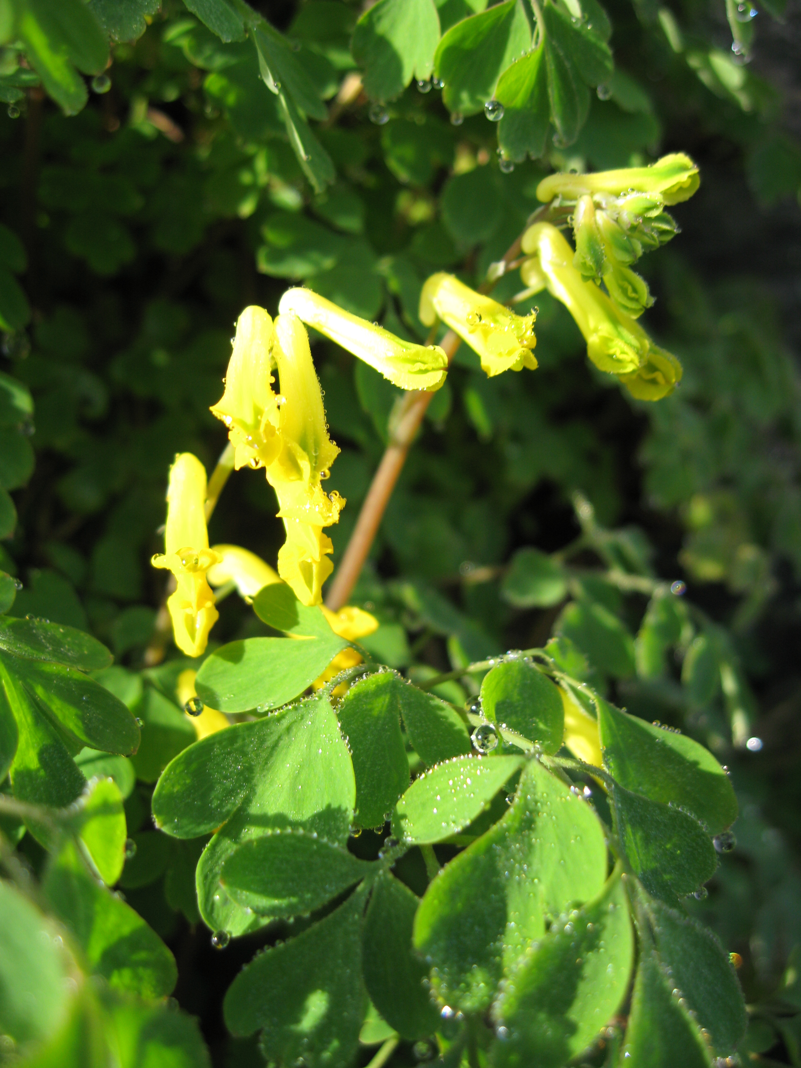 Yellow corydalis PlantLore