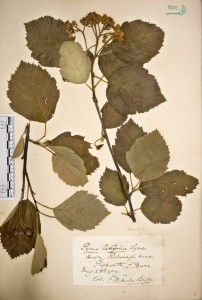Pyrus latifolius 2