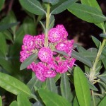Kalmia_angustifolia_Rubra