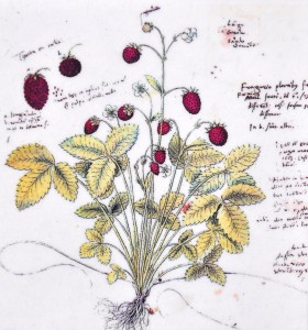 Conrad_Gesner_-_Conradi_Gesneri_Historia_plantarum_Walderbeere