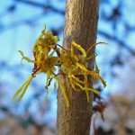 Hamamelis_virginiana_02 (3)