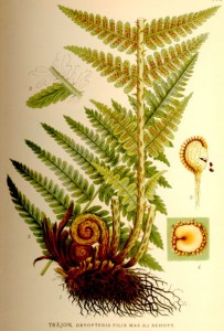 Dryopteris_filix_mas_nf (1)