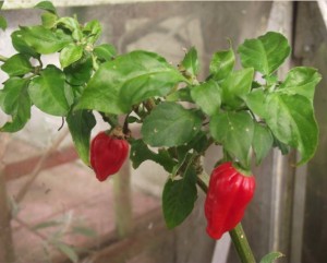 Dorset-naga-pepper