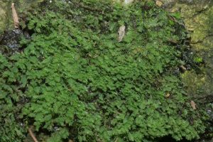 Schistostega_pennata_(a,_144640-481257)_3036 (1)