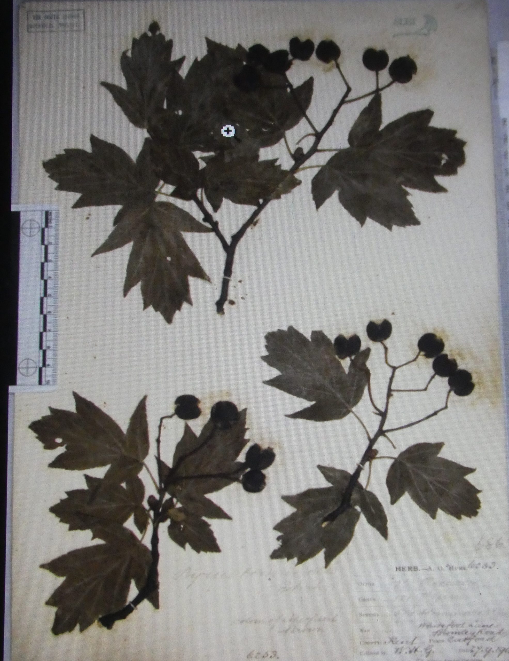 Chequers | Plant-Lore