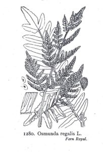 Royal Fern
