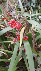 STINKING IRIS / Adder's Meat, FRUITS,